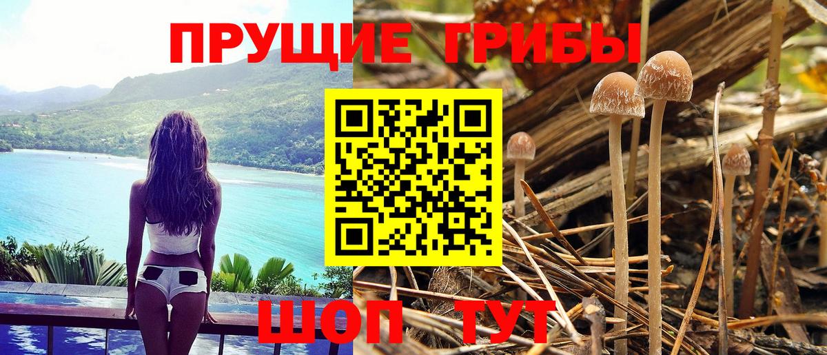 Павлово  закладка  Вход с VPN  Псилоцибиновые грибы Magic Shrooms  Псилоцибиновые грибы ЛСД 