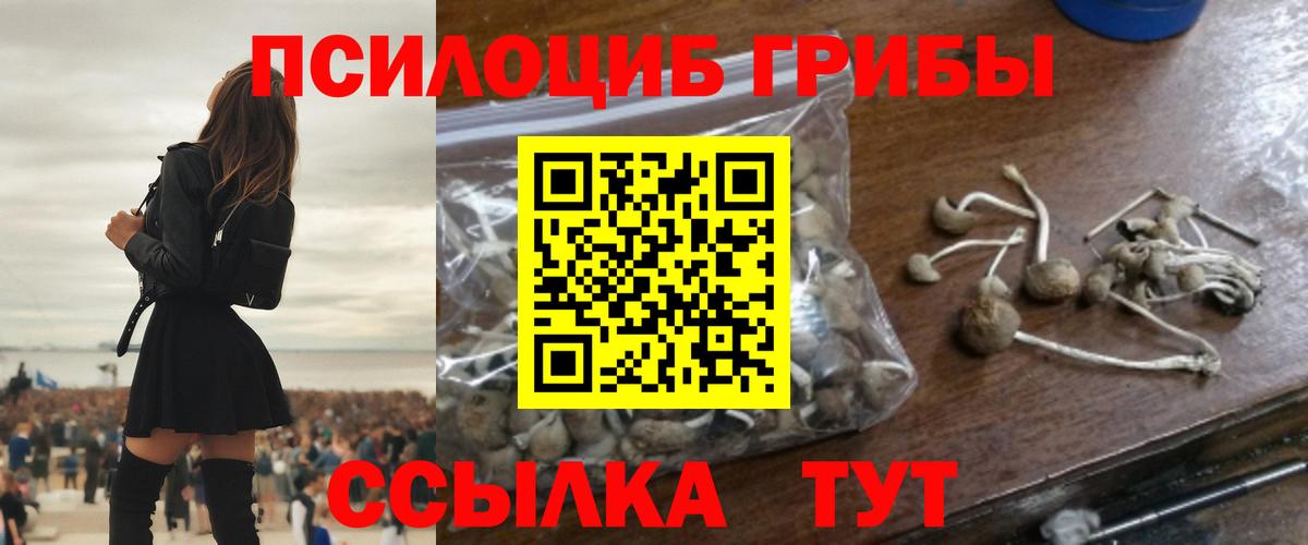 Галлюциногенные грибы Psilocybe Павлово